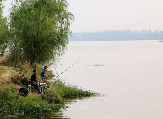 光合作用|真的是早上鱼口最好吗？其实鱼的开口时间与水质关系很大