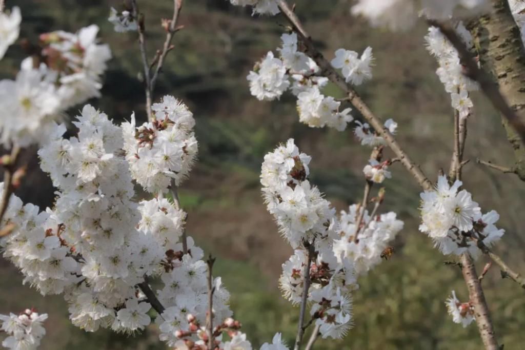 中年|满山遍野，2000亩樱桃花开！峨眉这个地方美成了一幅画