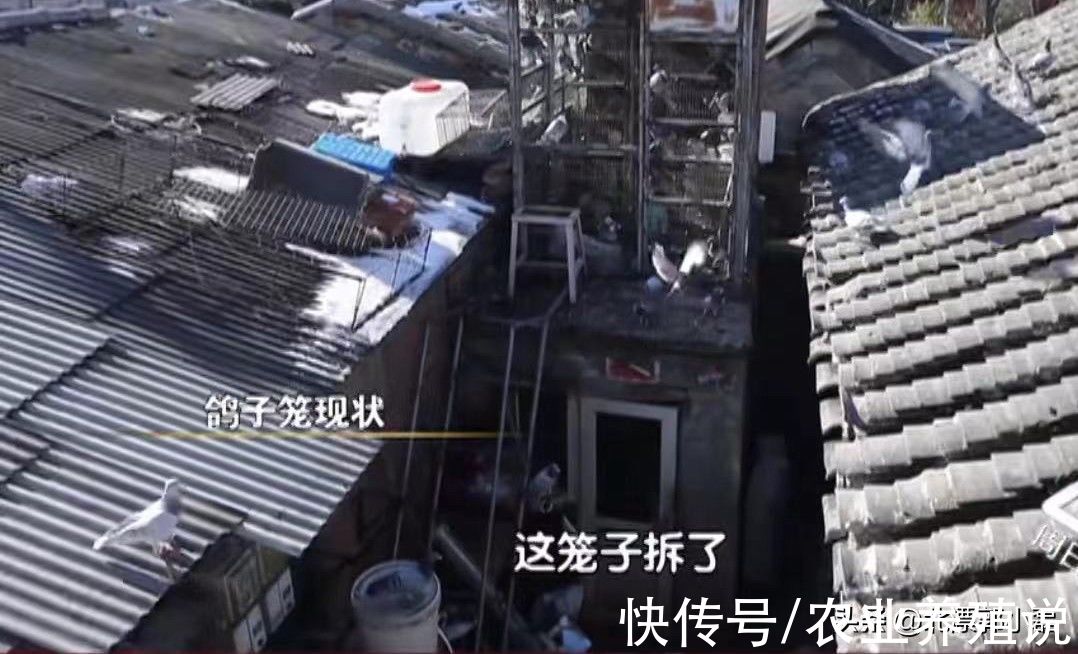 鸽子|“第五立面”该拆吗？北京居民：没事谁往高处看，相关部门必须拆