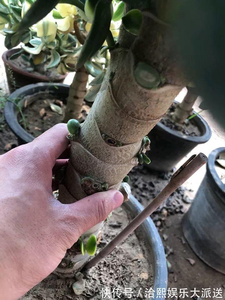 玉树|在家养玉树，记得每月砍一刀，半年长成老桩！