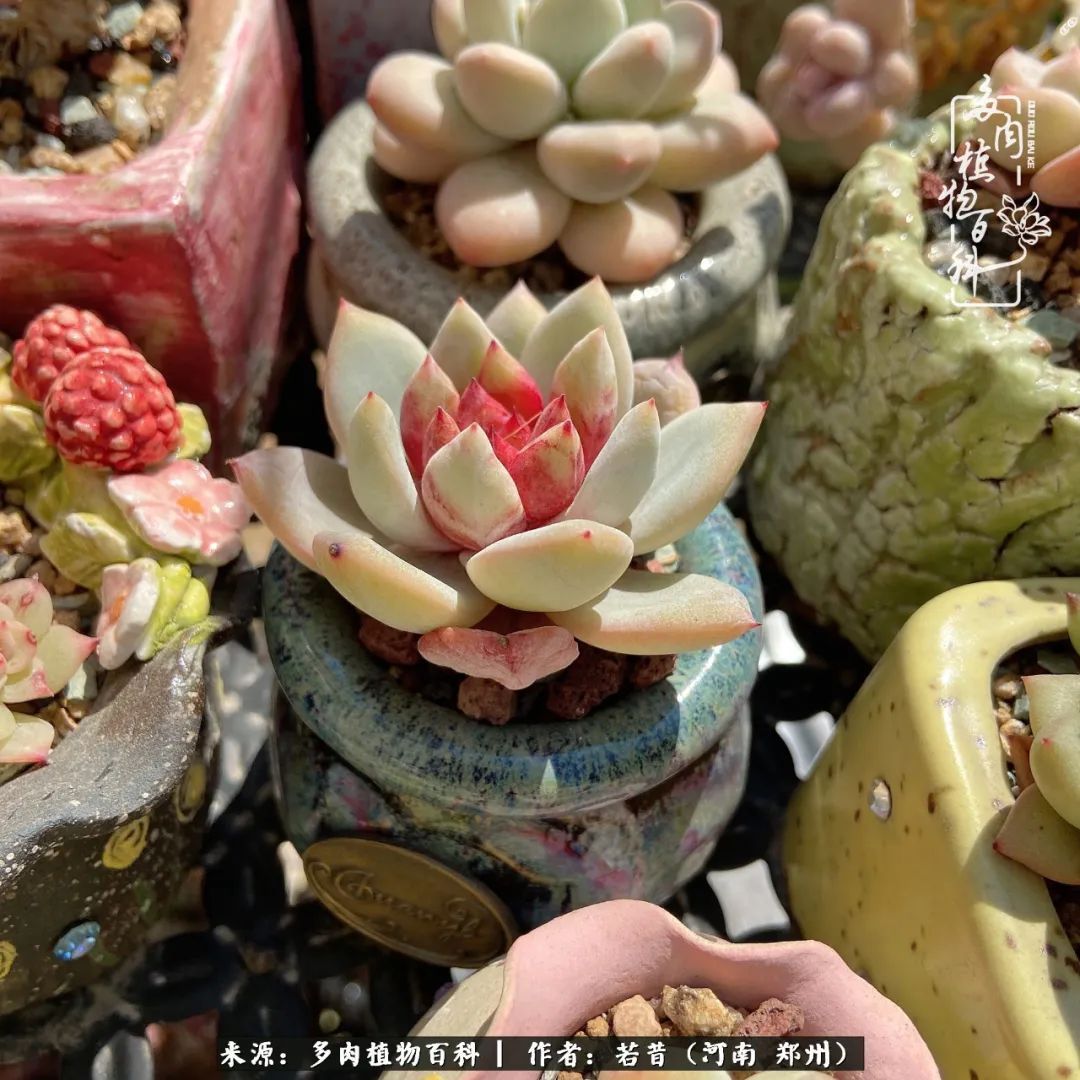 迷你小院儿,种满多肉、花草和蔬果,沉醉在自己的世外桃源!