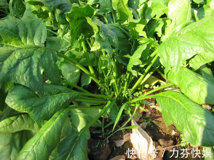 美味|菠菜富含多种营养物质,美味养生,那菠菜施肥有哪些技巧呢