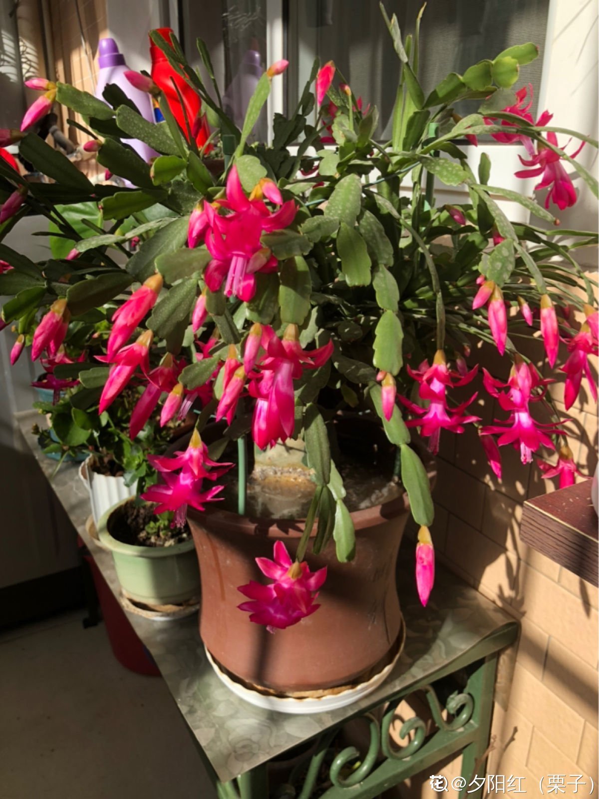 蟹爪兰度夏后，干瘪低垂没精神，4个方法重换新生