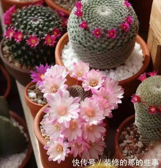 不足一平方的小窗台上，摆上4种高颜值花，皮实好养长势旺