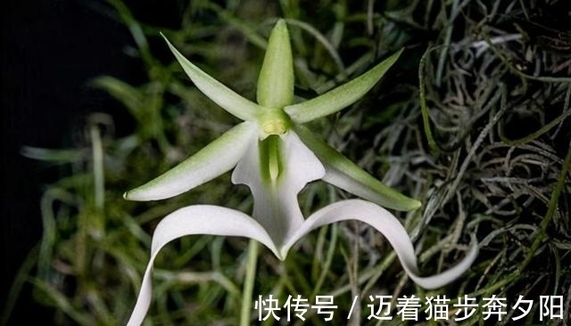 世界上最贵的花 幽灵兰花