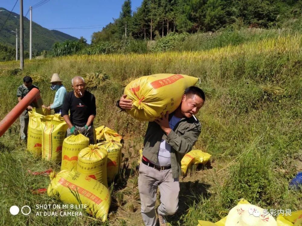 明目止烦|喝着山泉水长大的内良高山稻米，认识一下