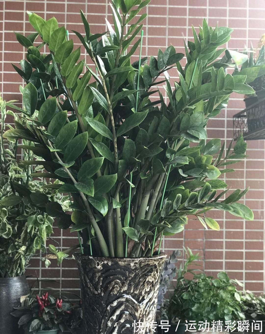 家里摆一盆金钱树,招财进宝寓意好,长得壮福气旺