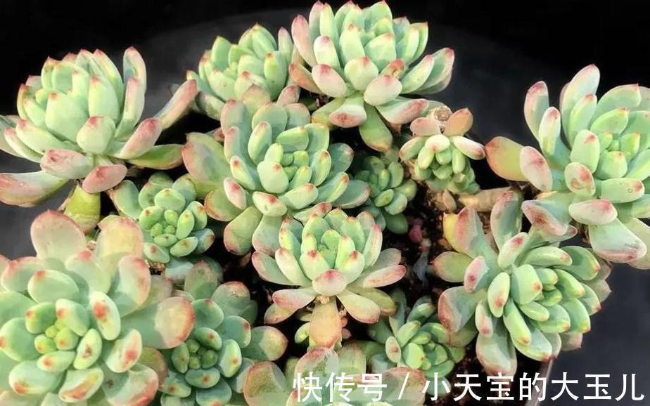 蓝苹果|3种多肉大普货,简单养殖变成手捧花,价值翻了好几倍