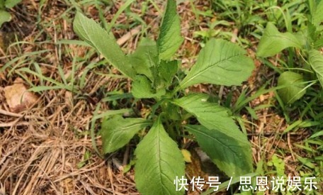 农民|农村一种常见野菜，农民总认为它是茼蒿，其实比茼蒿更为营养