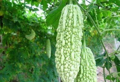 排毒养颜|人到中年想长寿，处暑节气要经常吃三种食物，美容养生，有益健康