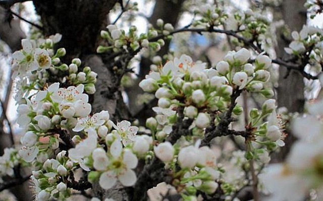 农村|农村院子里最适合种的5种树，不但寓意好，而且美观又实用！