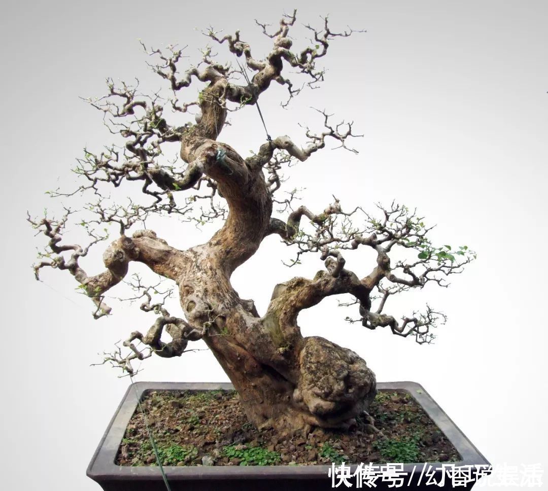 三角梅盆景制作6步曲，看懂了自己也能做出精美绝伦的三角梅盆景