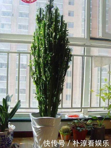 健康|“青龙骨”养得像假花做好3个要点,就能生长健康,快速爆盆