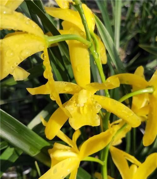  四溢|花色最“高贵”的兰花，也曾多次获奖，芳香四溢，气质优雅还好养