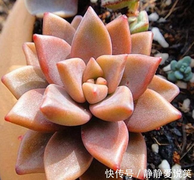 家养此款花卉,开花勤爱爆盆,旺财又镇宅,好养易活,四季常青!