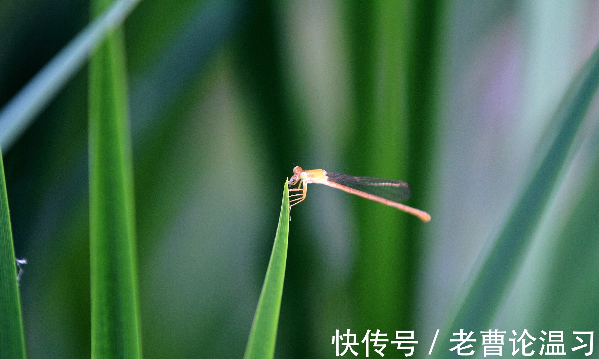 荷塘|临轩晓雨风杨柳，入画荷塘蝶恋花。立夏诗词二十首