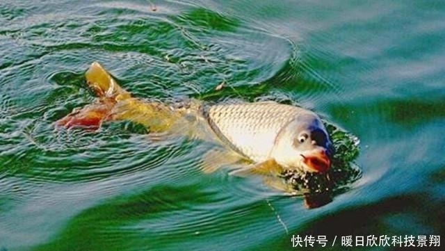 鲤鱼|钓鲤鱼用什么窝料和饵料效果最好？
