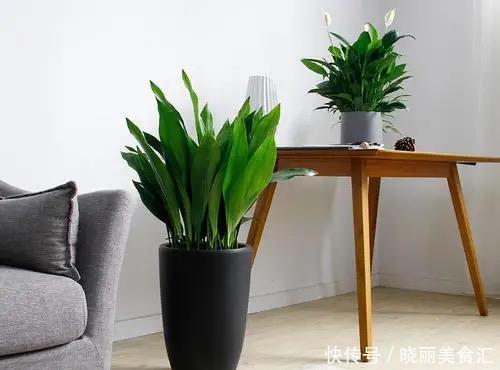 厨房摆上这几种花,乌烟瘴气不再有,越养越喜欢