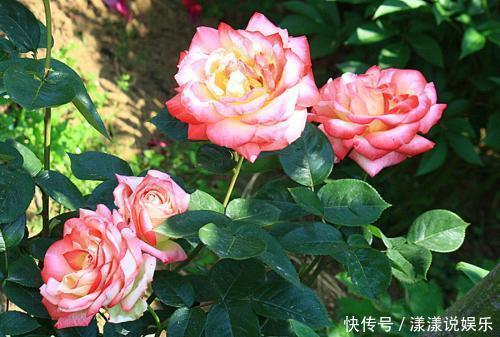 花卉|月季开花正旺，你家连花苞都没有，注意这几点，开花不断