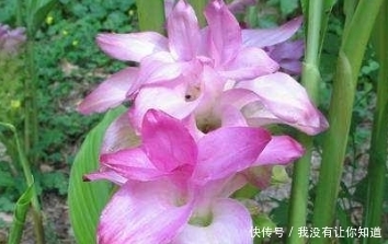 中药|每天学一味中药,莪术!消炎、保肝、消除全身瘀滞!