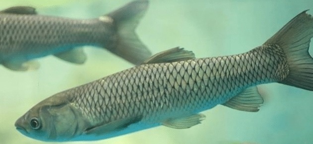 鱼的消化周期是多长?钓鱼人要是不明白这一点,早晚会跌个大跟头