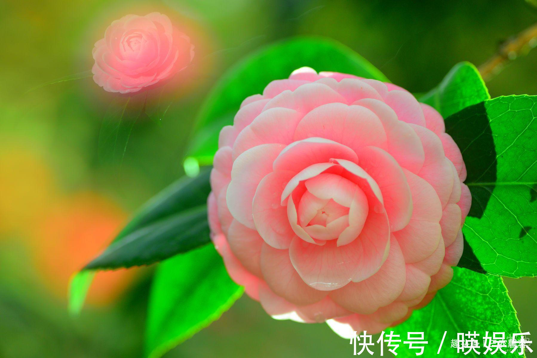 养护|茶花秋季养护诀窍,记住几点,叶子翠绿不黄叶,花开艳丽爆盆