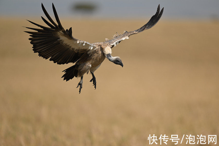 样片|高素质！尼康Z 400mm f/2.8 TC VR S实拍样片