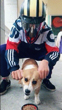 |搞笑GIF:姜还是老的辣啊,看看人家这下手真是稳准狠