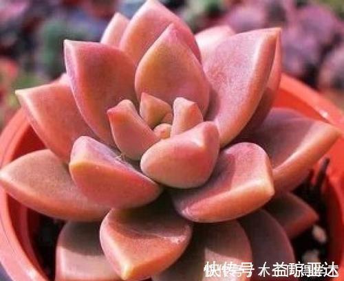 家里养多肉植物,掌握4个要点,立马变精神,叶片饱满上色美!