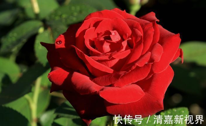 黑菊花|家里养花，不如养“珍稀名菊”墨菊，花色如墨，优雅妖娆