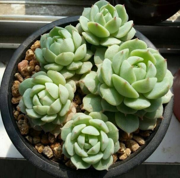 草木灰可以种多肉吗