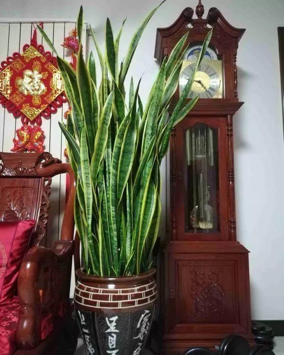 十月养虎皮兰，做好“一动作”，催出一堆小崽，次月养成盆景老桩