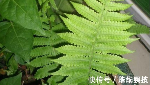 野草|老一辈常吃,现在基本看不到的“野草”,小孩吃了智商高