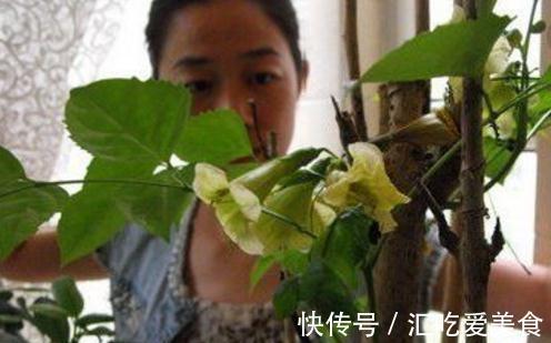 这3棵树买不起,偷偷截一段,埋下就能活,方便还实惠