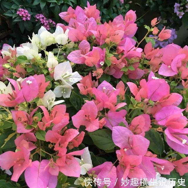 45种三角梅品种,红、橙、黄、绿、白、紫,每一种都很好看!