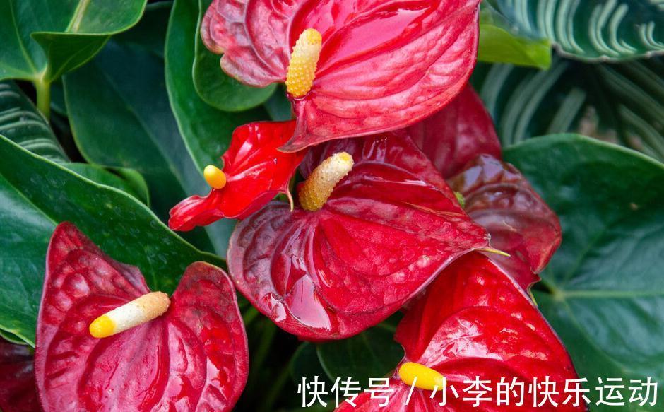 花卉|最抢手的年宵花,喜庆又吉祥,放在家里,热闹过新年