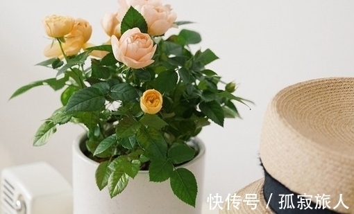 盆栽小玫瑰到手一天就蔫了,怎么破,做好4点安心看花