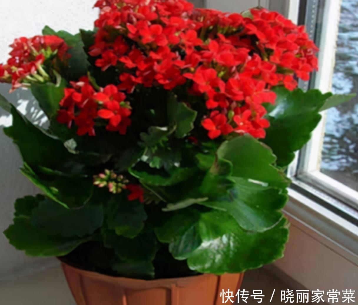 给长寿花“吃点肥料”,春节花苞特别多,大苗小苗肥肥壮壮