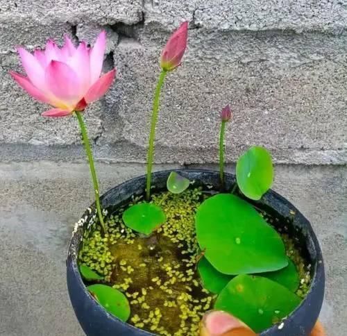 碗莲水培不加泥会怎样