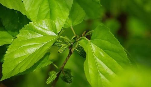 血管|血脂高百病来!家中备1物,泡水喝,血脂降、血管通,脑梗不发作