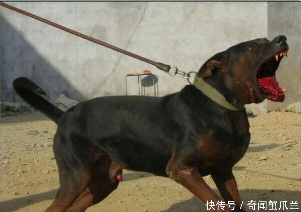 你只知道中华田园犬吗? 你可知中国的这种