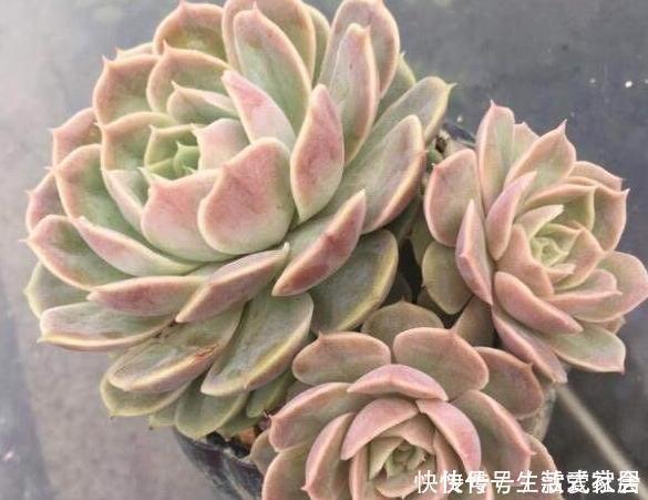 多肉植物 夏必死 摸清5个门道 新手花友入手不再犯愁 粉紫色