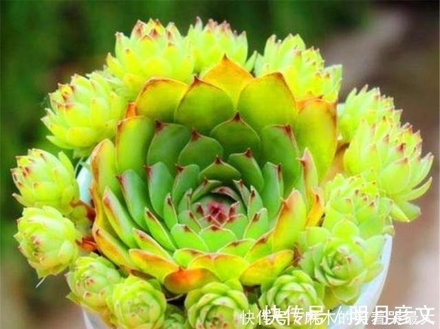 姬胧月|这“三多肉”是爆崽小能手,遇水疯长“寓意好”,却被当作低端货!