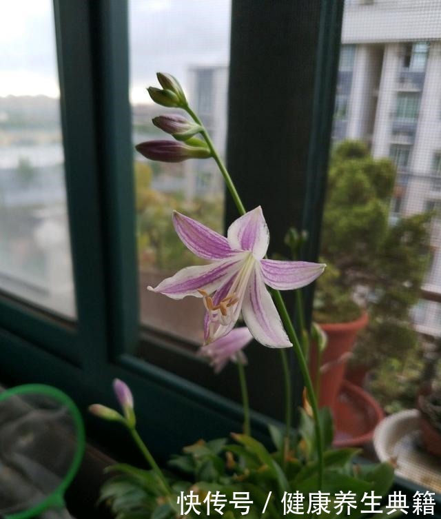 此中国传统名花，花叶都很美，香气四溢，好养如绿萝，室内也能种！