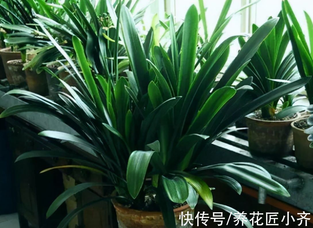 君子兰严重烂叶、烂心,不要着急,用这个方法,就能养成“群兰”