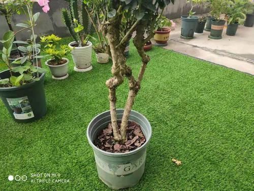 轻松|天下第一香,茉莉老树桩,轻松养成茉莉树,高端典雅大盆景