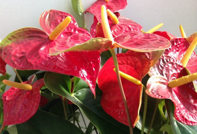 百花争艳的季节,养这些花朵,开花美艳动人,动不动就爆盆,超美