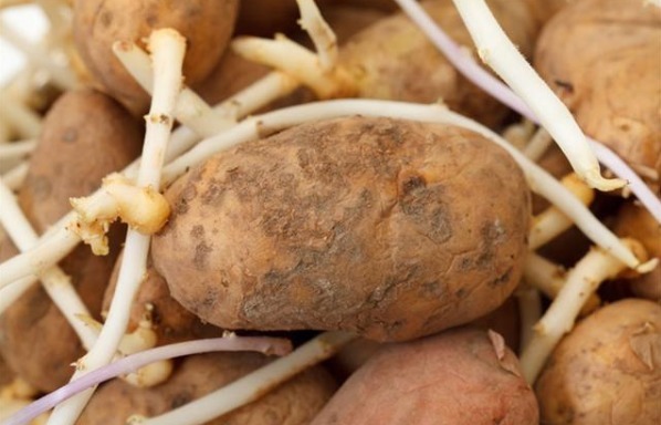 营养|4种食物发芽后,不仅没“毒”,营养反而会倍增,别再傻傻扔掉了