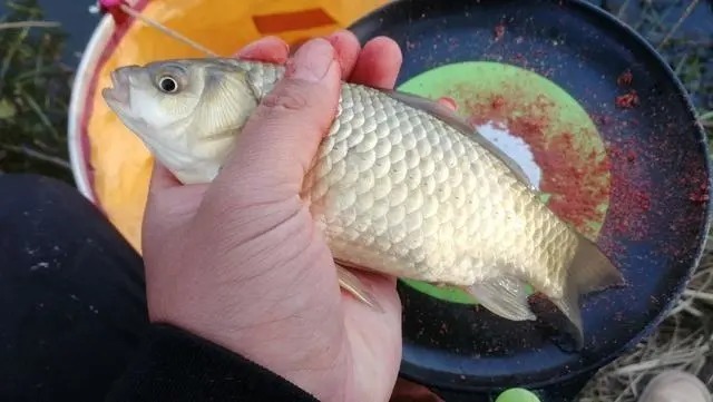 钓鲫鱼出现这七种漂相,都是鱼口,一抓一个准