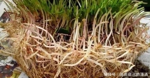 手掌|妈妈养铜钱草年年用这1招,养出来的铜钱草爆满盆,叶子比手掌大